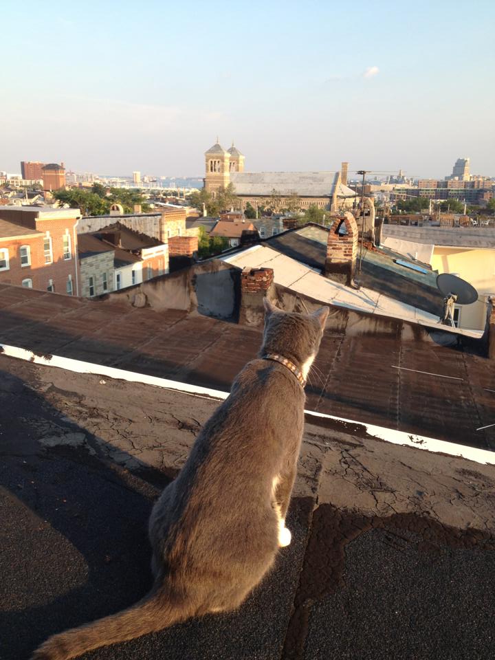 Cat on a Hot Tar Roof